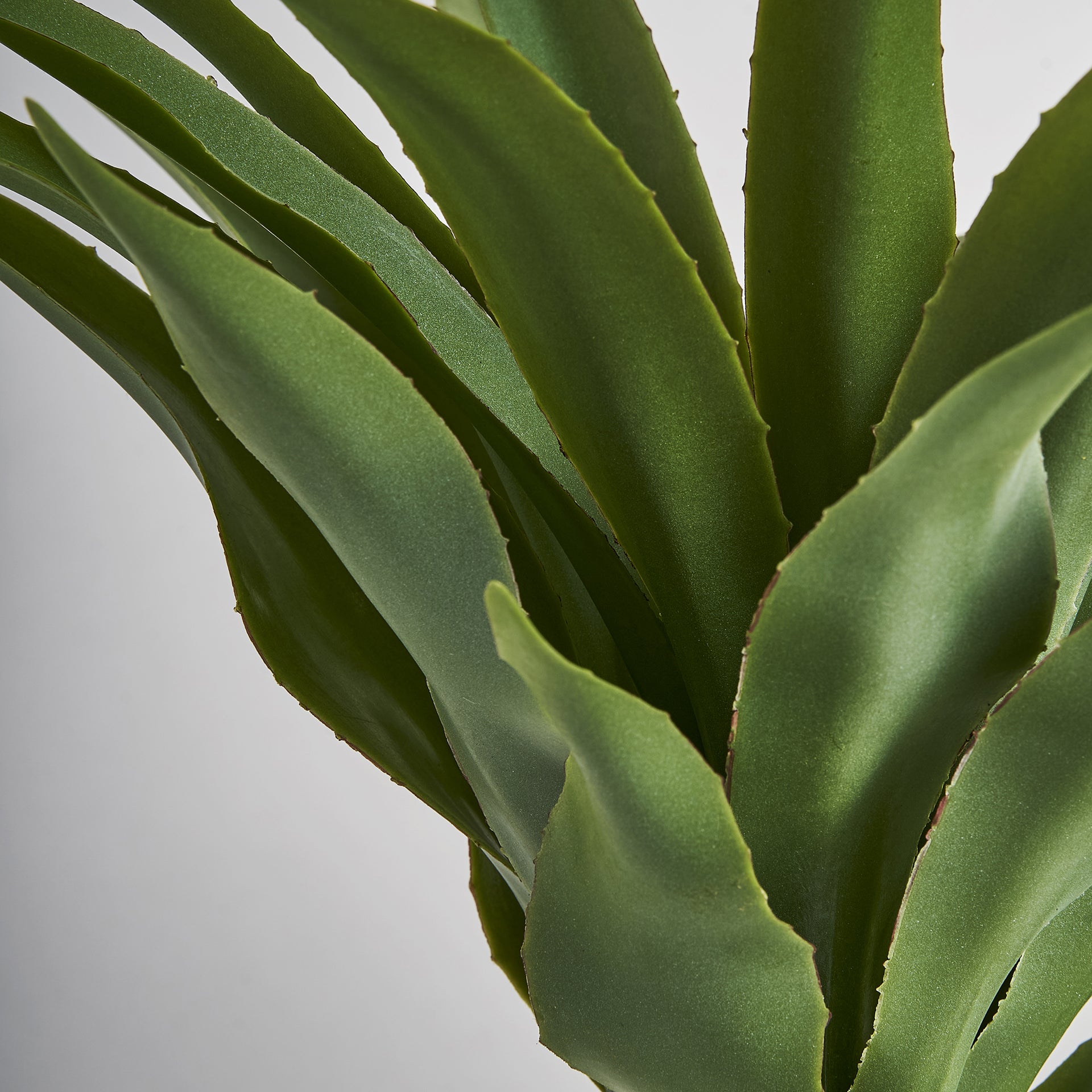 YUCCA PLANT